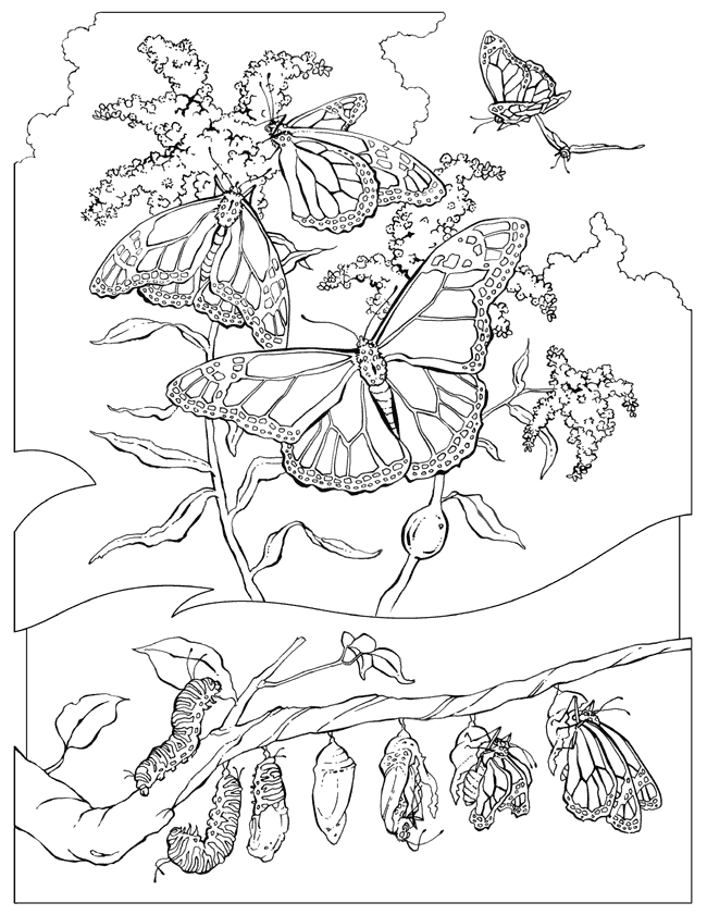 animaux009.gif - Dessins animaux à colorier