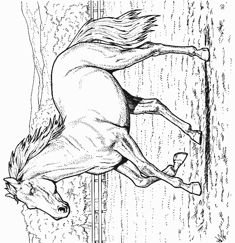animaux038.gif - Dessins animaux à colorier