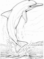 Dessins à colorier gratuits dauphin